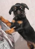 Allison 3,5 m�s�ce