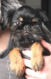 Allison 3,5 m�s�ce