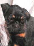 Allison 3,5 m�s�ce